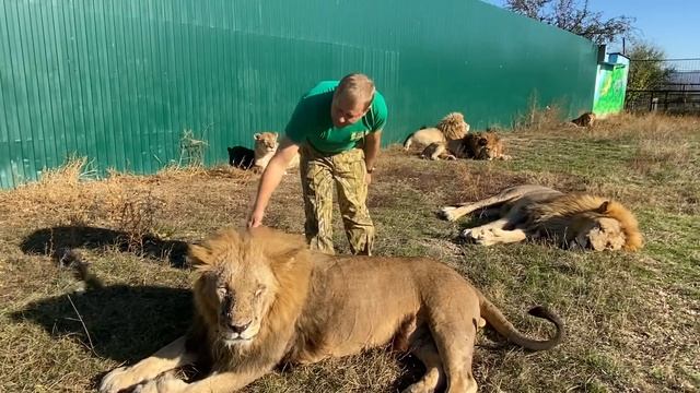 Лев Гек после удаления зубов продолжает оставаться боевым львом ! КАК ? смотреть онлайн
