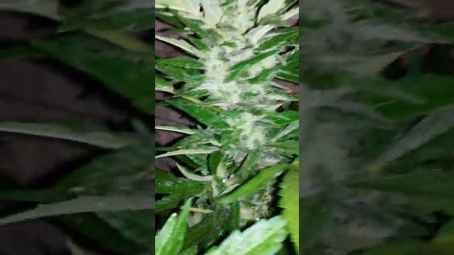 Испанские семечки... Конопля смотреть онлайн