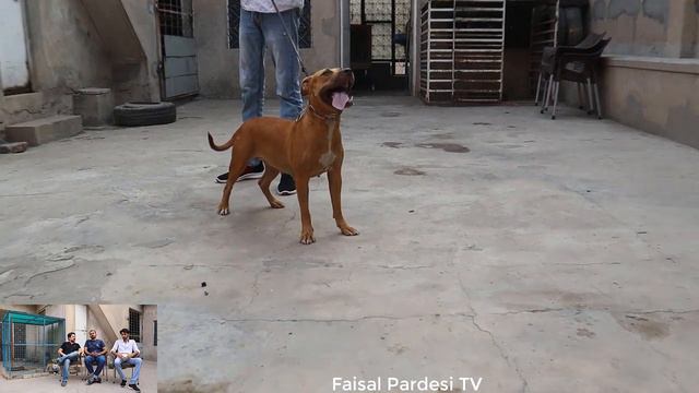 Visit Sarfraz Niazi Pitbull & Dogo Argentino Dogs Setup Faisalabad Pakistan | Info About Dogs Care смотреть онлайн
