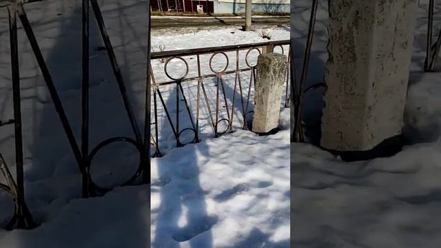 рассказываю статью о птицах (1 часть) продолжение следует читать обезательно вот это 👆!!!!!!!!! смотреть онлайн