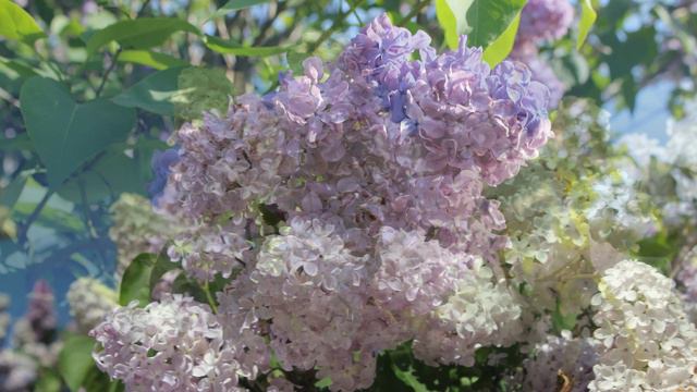 Сирень - Сиреневый сад, Москва ВАО смотреть онлайн