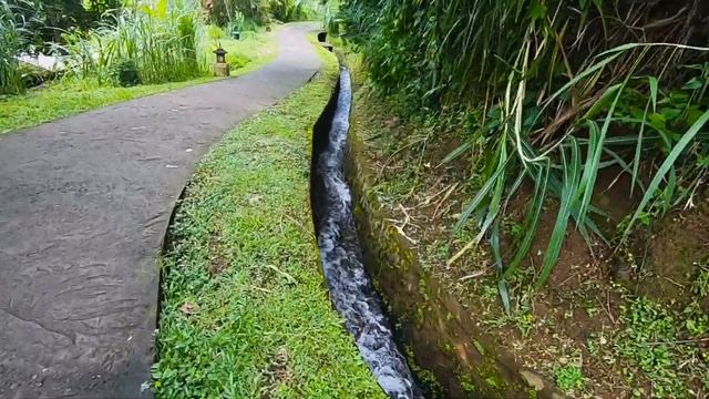Бали | Рисовые террасы | Jatiluwih Rice Terraces смотреть онлайн