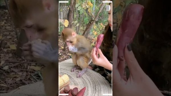 The Best of Monkey Videos - A Funny Monkeys Compilation Ep17