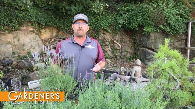 Let's Talk Growing English Lavender 💜 Pro Talk with Sean at The Gardener's Center смотреть онлайн