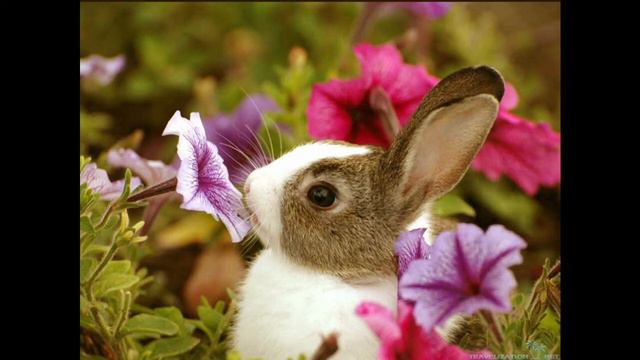 Fun Music for Rabbit! Energize and Give Fun to your Love Rabbit смотреть онлайн