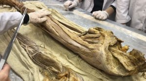 Анатомия. Мышцы нижней конечности (Ч1).