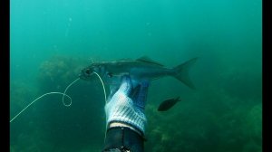 Подводная охота в черном море 2023.  Июль.