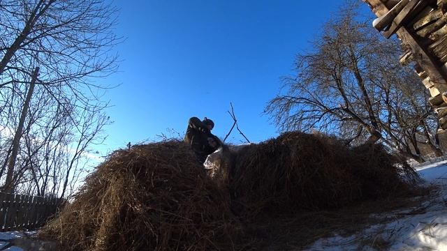 Распаковка рулона сено 500 кг