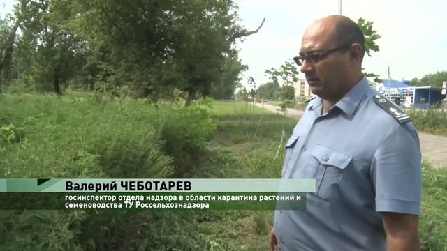 Амброзия в центральном парке г. Зернограда. смотреть онлайн