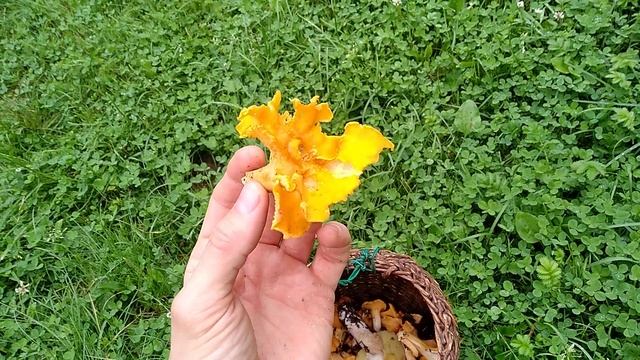 Белый гриб. Как выглядит. Старичок Боровичок. Грибы в Подмоскьвье в июле 2020 года. смотреть онлайн