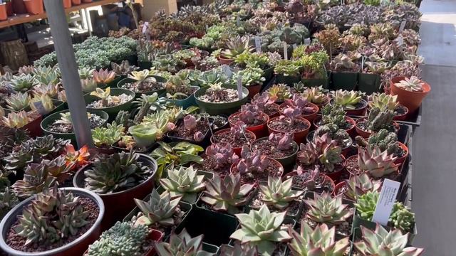 MiMi's Cactus & Succulent Nursery - 2022 смотреть онлайн
