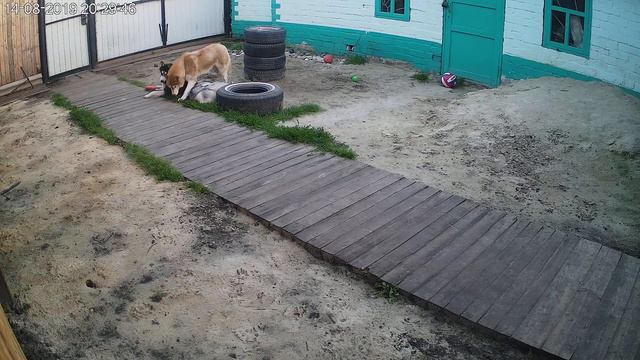 Хасята онлайн. Яника и разноцветное счастье.Husky Puppies LiveCam. Yanika and Colors of Happiness смотреть онлайн
