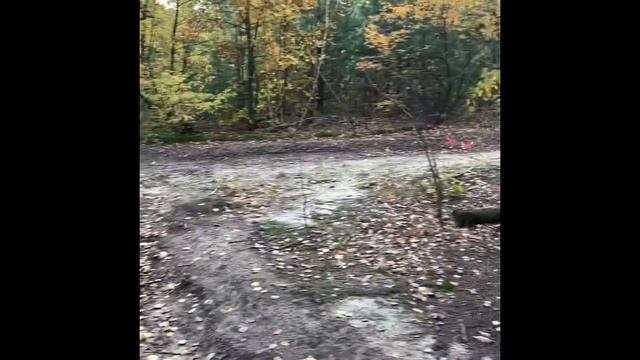 Одна из поездок за грибами на Лесном массиве в 2020 году смотреть онлайн