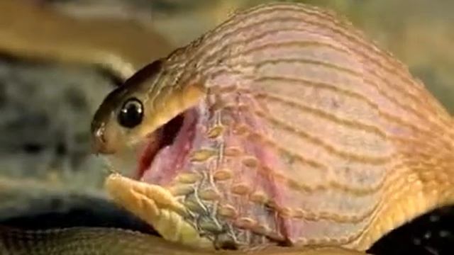 Змея глотает яйцо смотреть онлайн