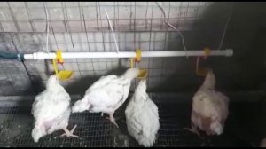 Поставили ниппельные поилки у бройлеров.
