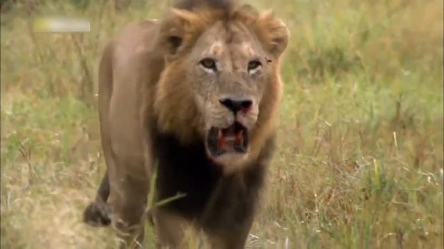 Дикая Ботсвана: Братство львов | Мир дикой природы смотреть онлайн