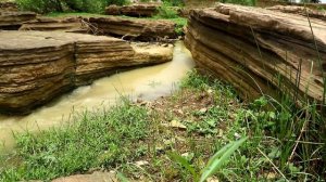 Змея и грузовики с морепродуктами