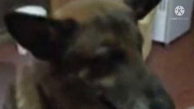 Врачи сказали усыпить собаку, но человек не смог предать друга. Смотреть без слёз невозможно смотреть онлайн