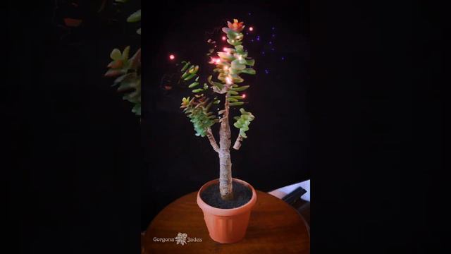 Танец Крассулы Овата компакт 