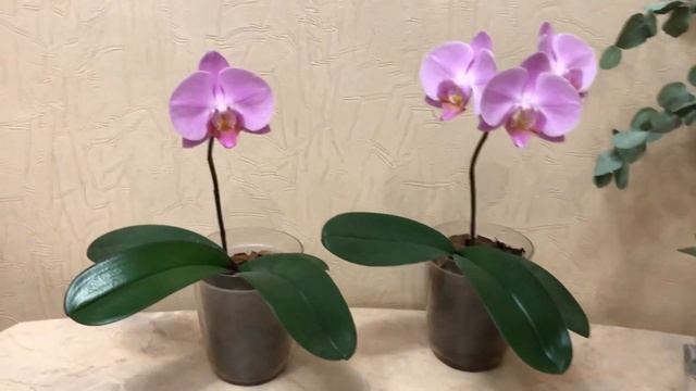 Первое цветение орхидей , когда зацветёт детка орхидеи смотреть онлайн