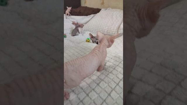 Котятам 1 месяц и 2 дня смотреть онлайн