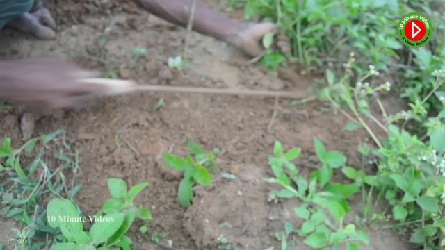 Guava Plants – How To Grow And Care For Guava Fruit Trees – 10 Minute Videos смотреть онлайн