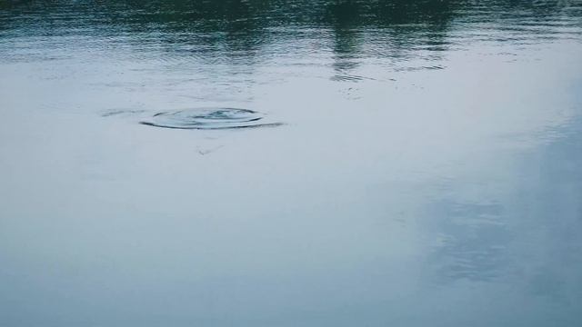 РЫБАЛКА, НИЖНИЕ ПЕНЫ. КАРПЫ 12 и 7.5 КГ., ЛОВЯТСЯ. смотреть онлайн