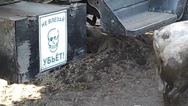 Содержание Свиней баранов кур несушек Жизнь в деревне смотреть онлайн