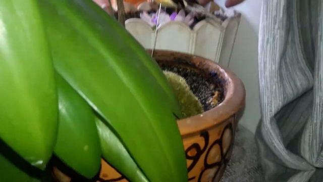 Мои комнатные цветы. Кто у меня живет на подоконнике?