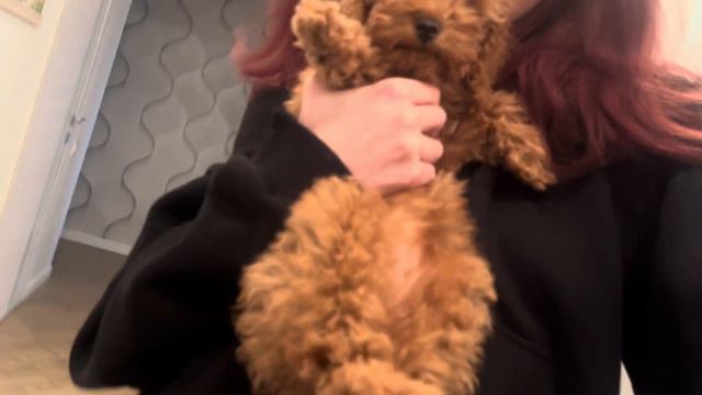 ВЛОГ: ВЕЗУ ЩЕНКА НА ПРИВИВКУ💉🐶// у меня появилась собака! смотреть онлайн