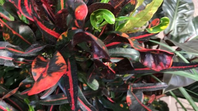 ОБИ Утопает в Цветах ! А на улице уже Зима....Афеландра,новые Папоротники! смотреть онлайн