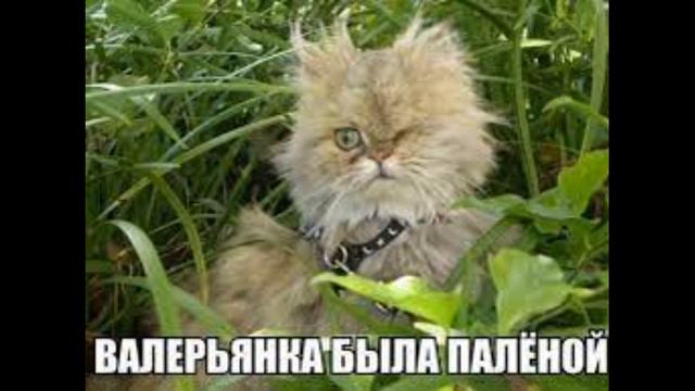 история из школьной жизни смотреть онлайн