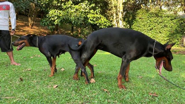 Breeding Doberman Mating Process - Doberman Kawin смотреть онлайн