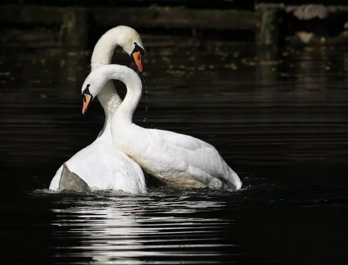 Любовь Рыбкина - Лебёдушка смотреть онлайн