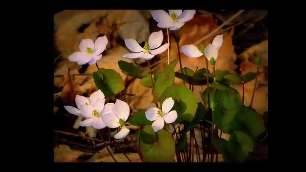 Весенние цветы. Слайдшоу. смотреть онлайн