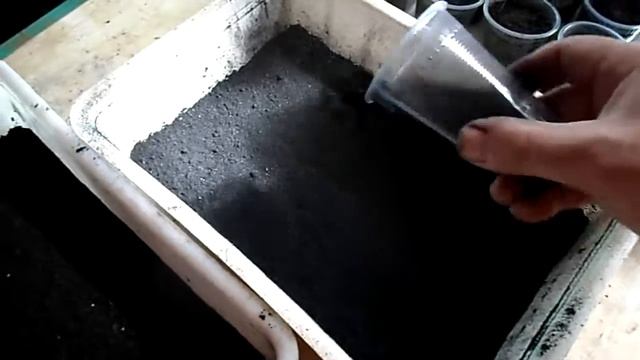 №41 Табак Древесный уголь в роли мульчи смотреть онлайн