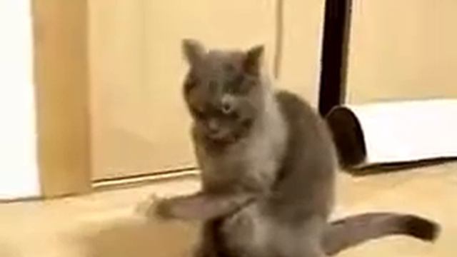 Откуда у меня паутина на лапке?😕😄😆 смотреть онлайн
