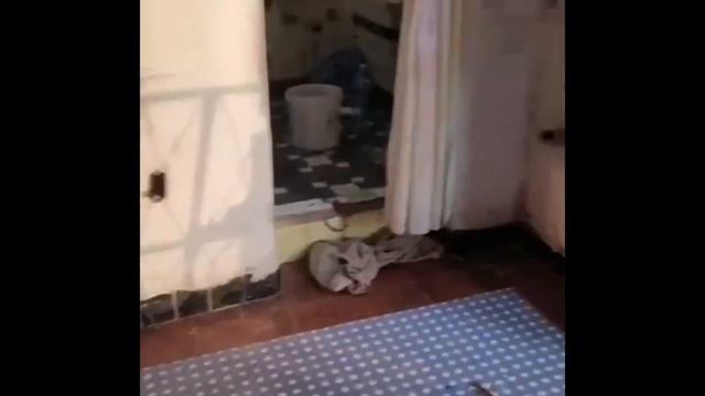 Зачем удивлять кубинскими квартирами тех, кто знает и видел, что такое коммунальные квартиры в СПб? смотреть онлайн