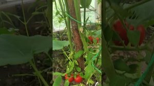 Сорт томата Верлиока  / Ранний, высокорослый и кисло-сладкий сорт помидор