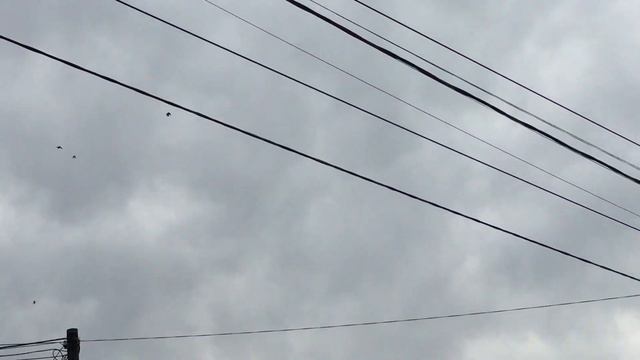 #Pigeons.Вишнёвые ветки от пухопероедов . смотреть онлайн