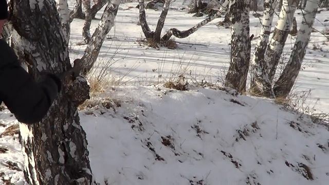 Добыча чаги смотреть онлайн