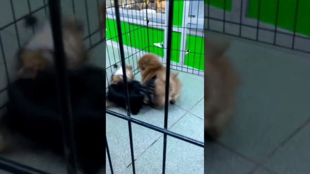 Жесть Шпиц померанец загрыз Йорка смотреть онлайн