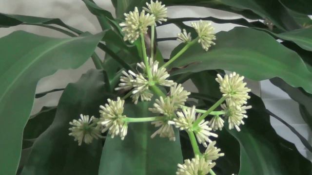 Dracaena Fragrans flower blooms part 2 - Cây Phát Tài nở hoa смотреть онлайн