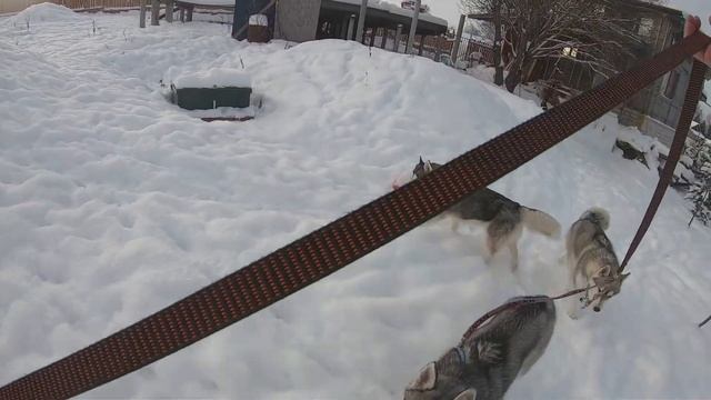 Тренируем щенков, учим гулять на поводке | Тренировка на закрытой территории | Husky Vlog Ускоренн смотреть онлайн