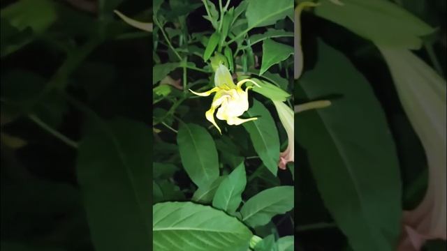 БРУГМАНСИЯ – ДУШИСТАЯ ЦАРИЦА НОЧИ (Brugmansia) (2) #Shorts смотреть онлайн