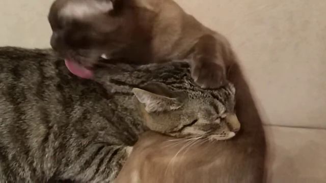 Funny cats смотреть онлайн