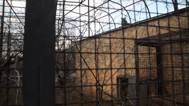 Пума Максик зовет подругу ! смотреть онлайн