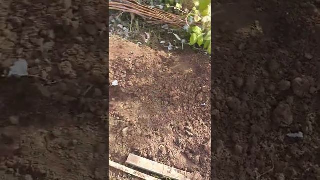 Малину укрываем и закапываем на зиму. смотреть онлайн