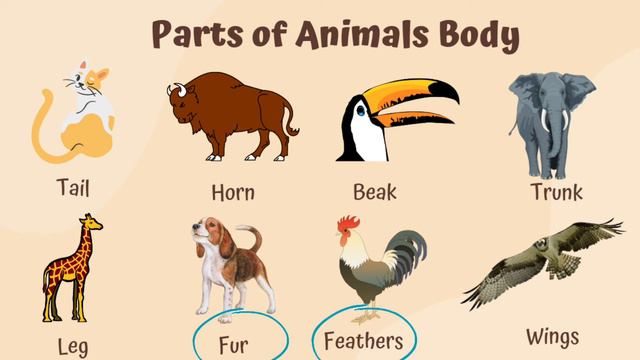DESCRIBING ANIMALS - MATERI BAHASA INGGRIS KELAS 7 смотреть онлайн