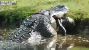 Крокодил сожрал крокодила